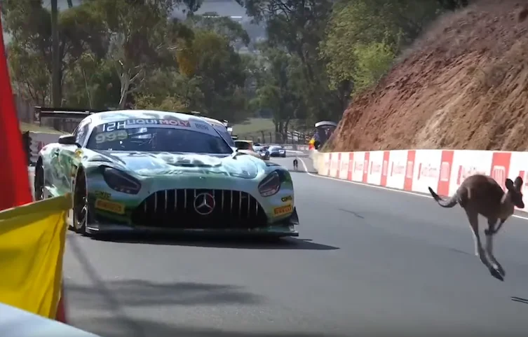 Kangourou et carambolage aux 12 Heures de Bathurst - 12 Heures de Bathurst